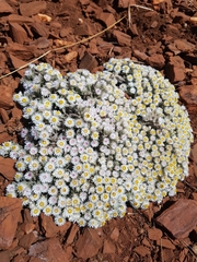 Helichrysum cerastioides