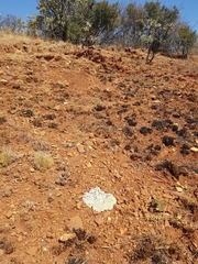 Helichrysum cerastioides