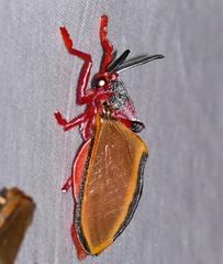 Edebessa purens