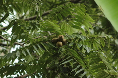 Juglans mexicana