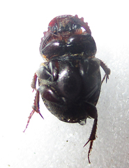 Euonthophagus carbonarius