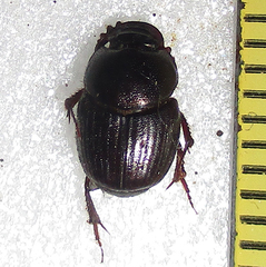 Euonthophagus carbonarius