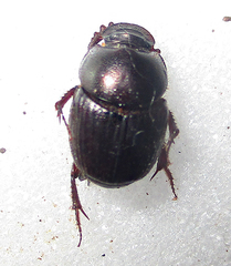 Euonthophagus carbonarius
