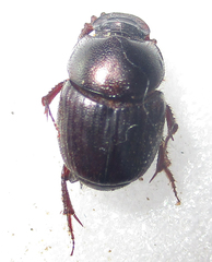 Euonthophagus carbonarius