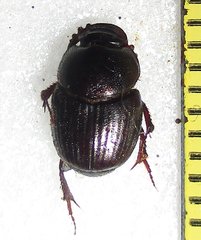 Euonthophagus carbonarius