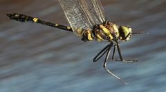 Epophthalmia elegans