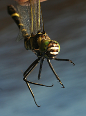 Epophthalmia elegans