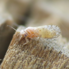 Acizzia acaciaebaileyanae