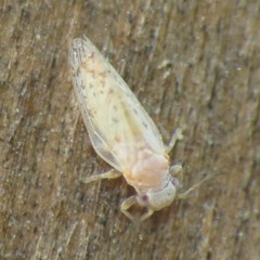 Acizzia acaciaebaileyanae