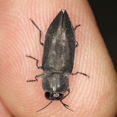 Melanophila cuspidata