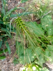 Hordeum vulgare