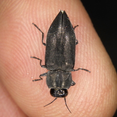 Melanophila cuspidata
