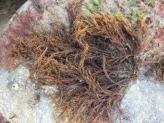 Cryptosiphonia woodii