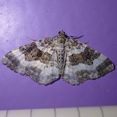 Epirrhoe rivata