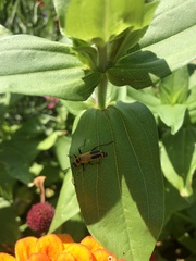 Chauliognathus pensylvanicus