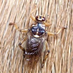 Hippobosca equina