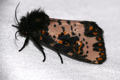 Xanthopastis timais