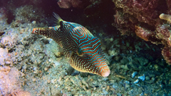 Canthigaster petersii