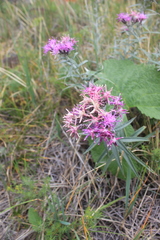 Saussurea salicifolia
