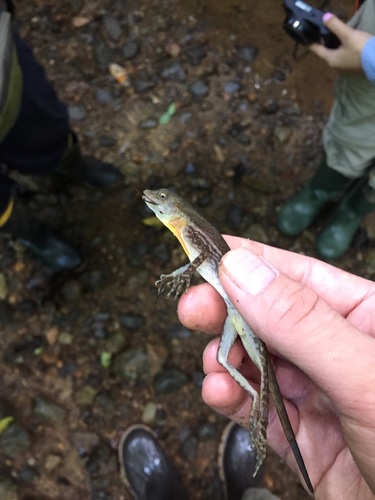 Anolis poecilopus
