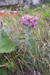 Saussurea salicifolia