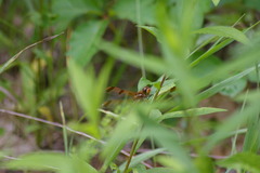 Libellula semifasciata
