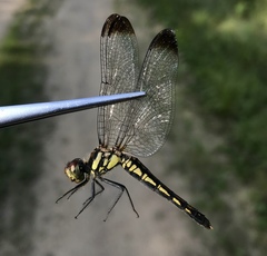 Sympetrum risi