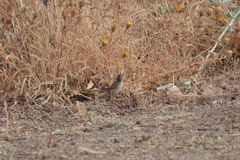 Curruca conspicillata