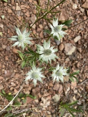 Eryngium lemmonii