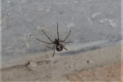 Steatoda triangulosa