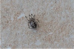 Steatoda triangulosa