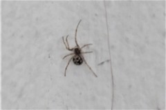 Steatoda triangulosa