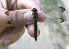 Sympetrum risi