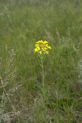 Erysimum inconspicuum