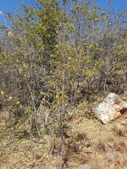Afrocanthium gilfillanii