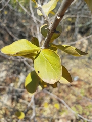 Afrocanthium gilfillanii
