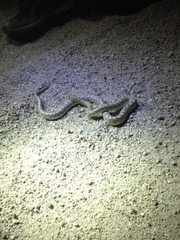 Arizona elegans