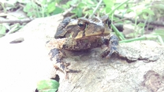 Incilius cristatus
