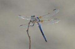 Libellula composita