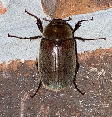 Phyllophaga crenulata