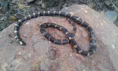Micrurus medemi