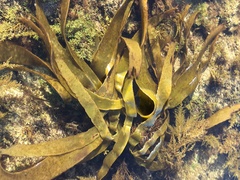 Laminaria ochroleuca
