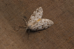 Eucereon xanthoperas