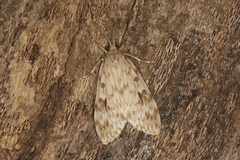 Eucereon xanthoperas