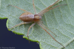 Philodromus rufus pacificus