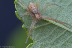 Philodromus rufus pacificus