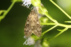 Eucereon xanthoperas