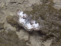 Chiomara asychis