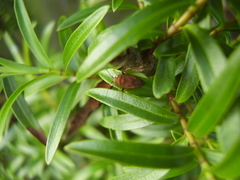 Chinamiris testaceus