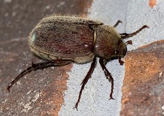 Phyllophaga crenulata